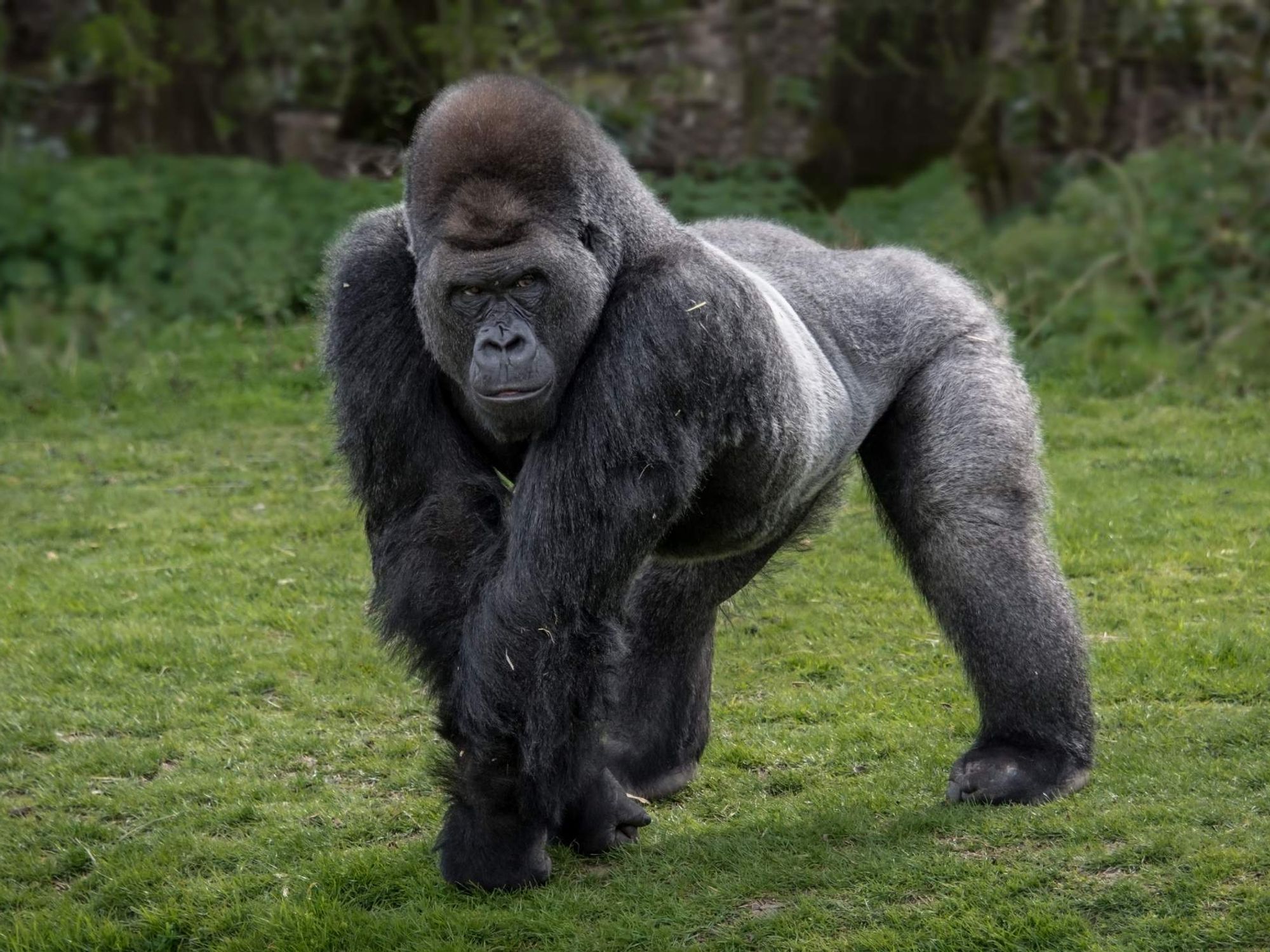 Silver back gorilla