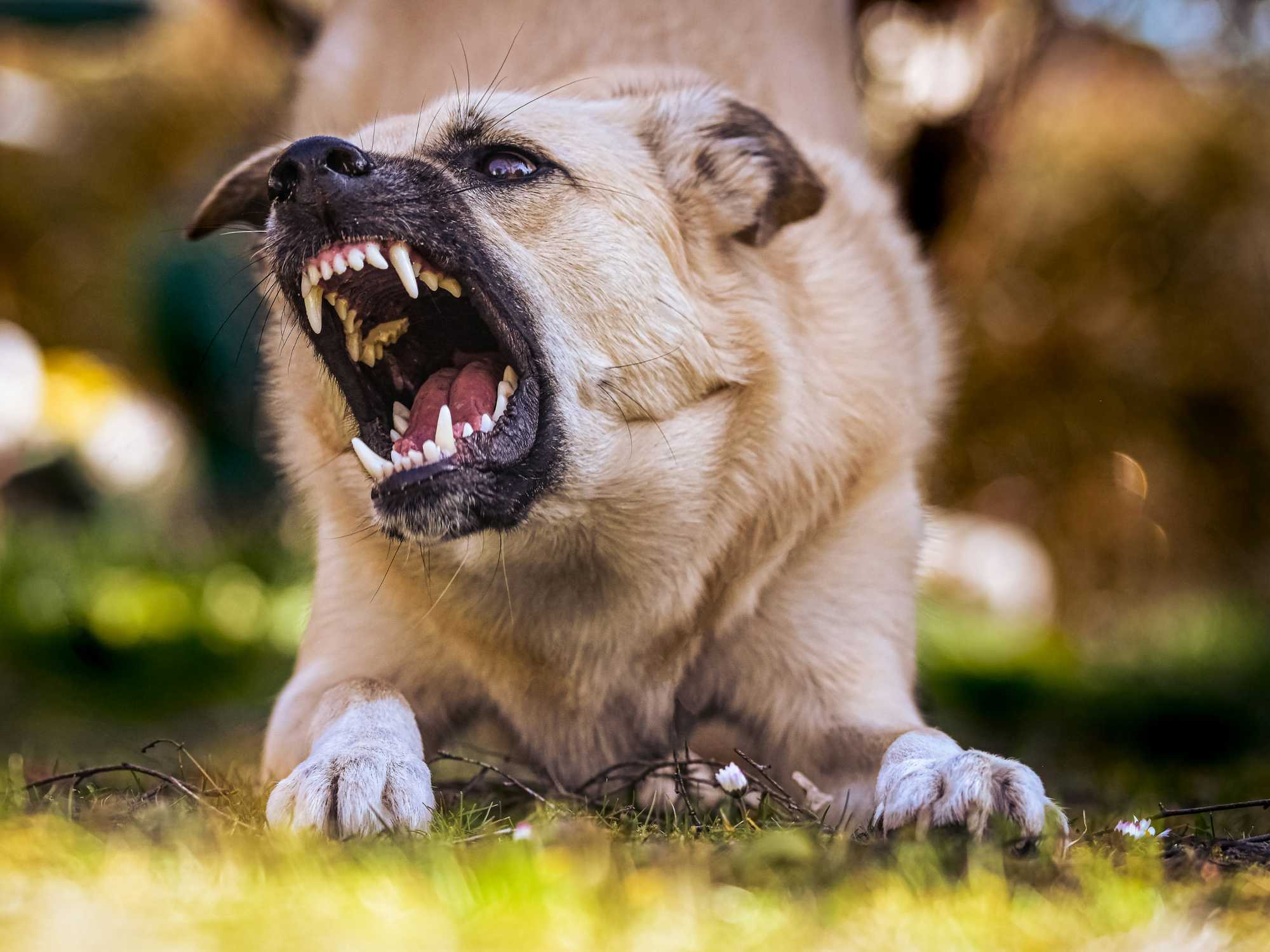 Snarling dog