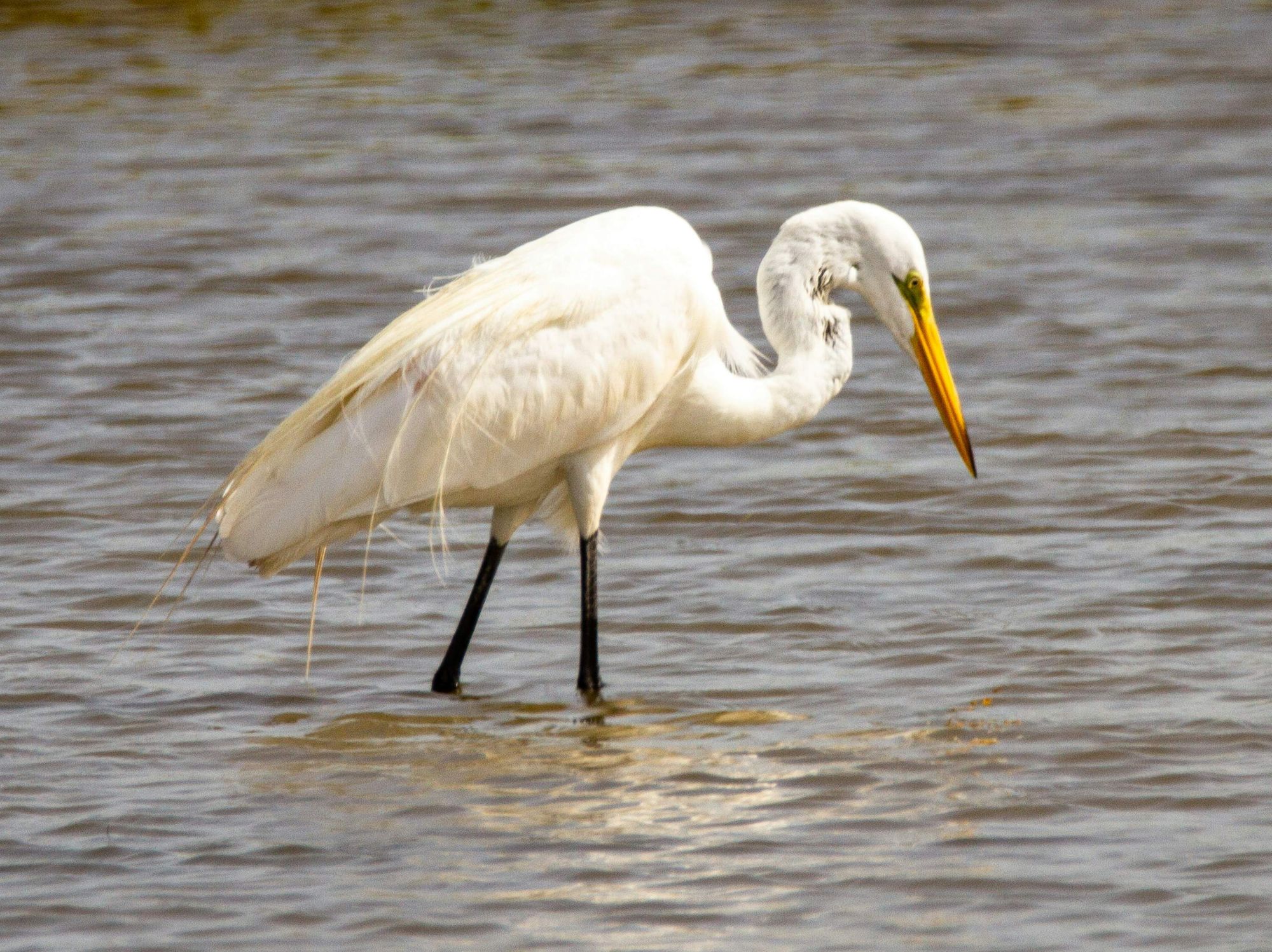 Snowy egret