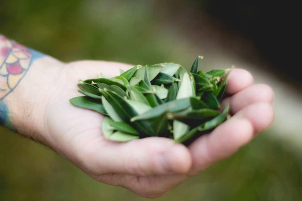 Special Leaf tea is made from an ancient recipe based on olive tree leaves