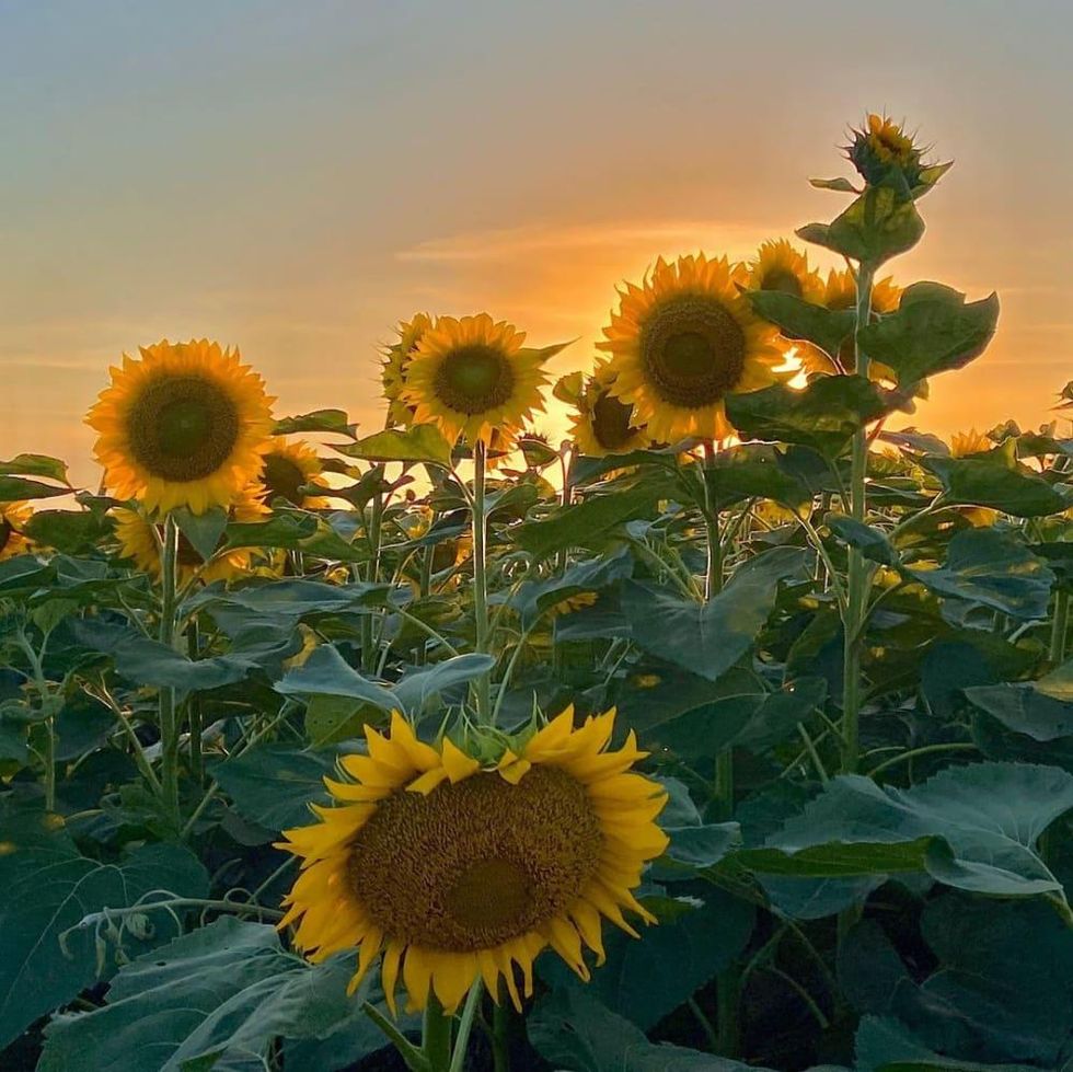 Sunflower Field San Antonio