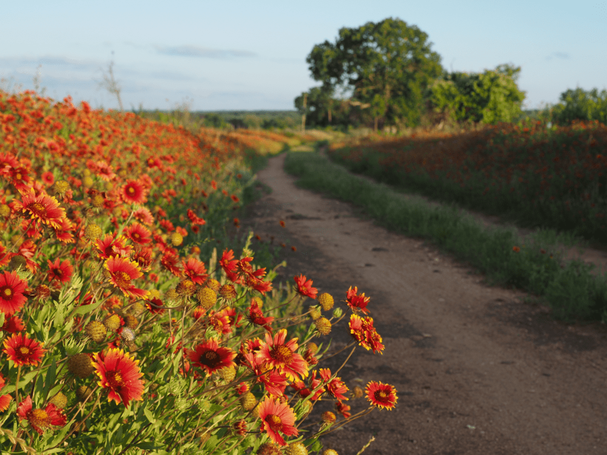 Take time to enjoy the Hill Country's natural beauty.