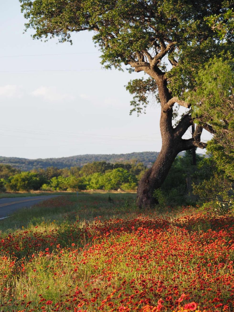 Texas Hill Country wildflowers