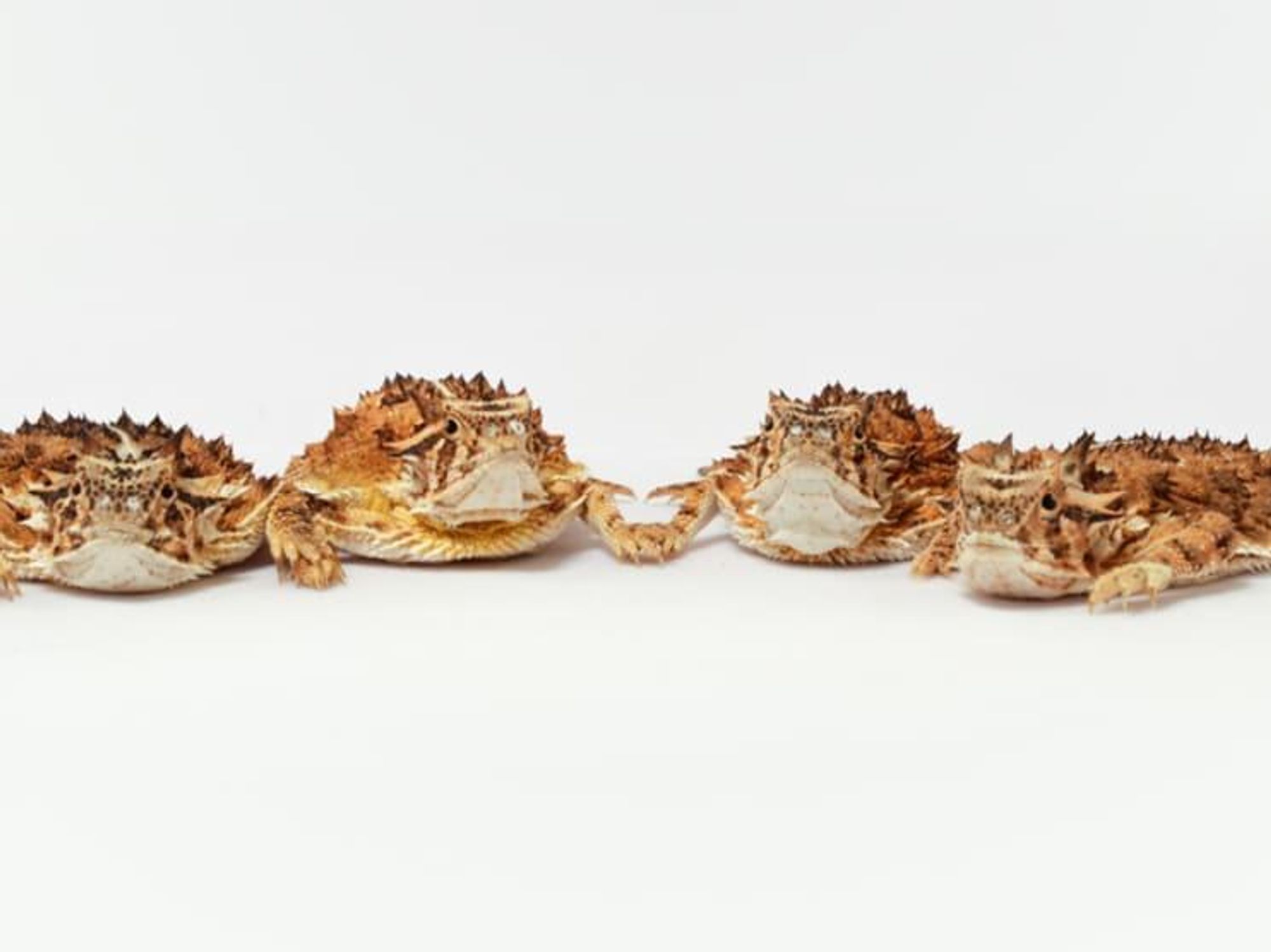 Texas horned lizards