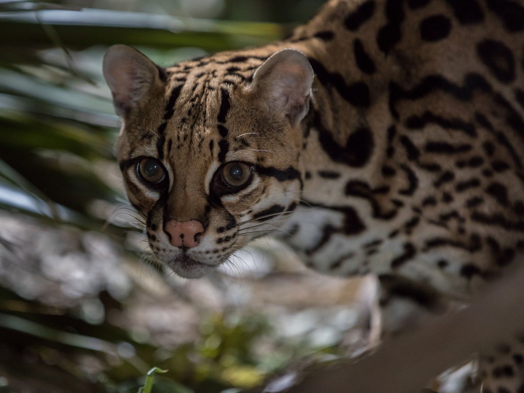 Texas ocelot