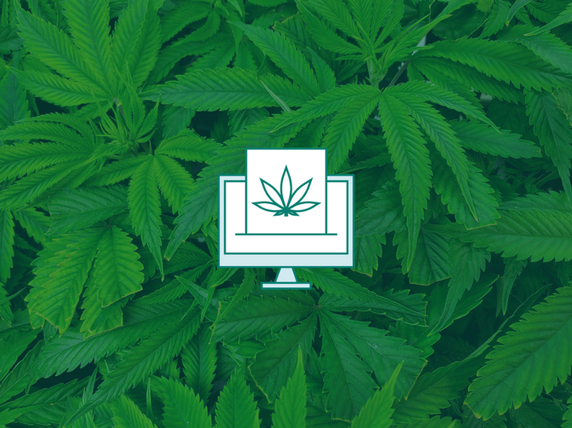 Texas Original marijuana computer
