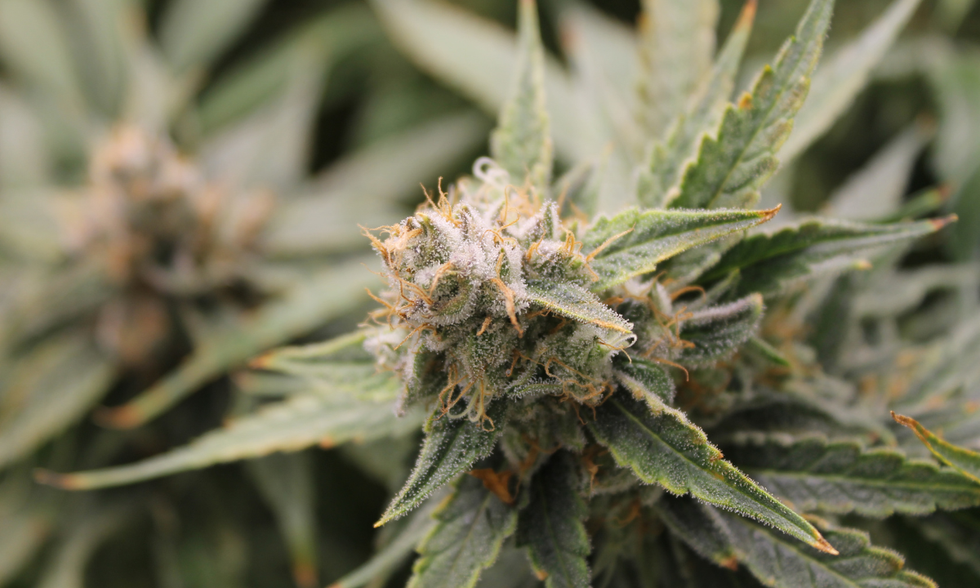 Texas Original medical cannabis