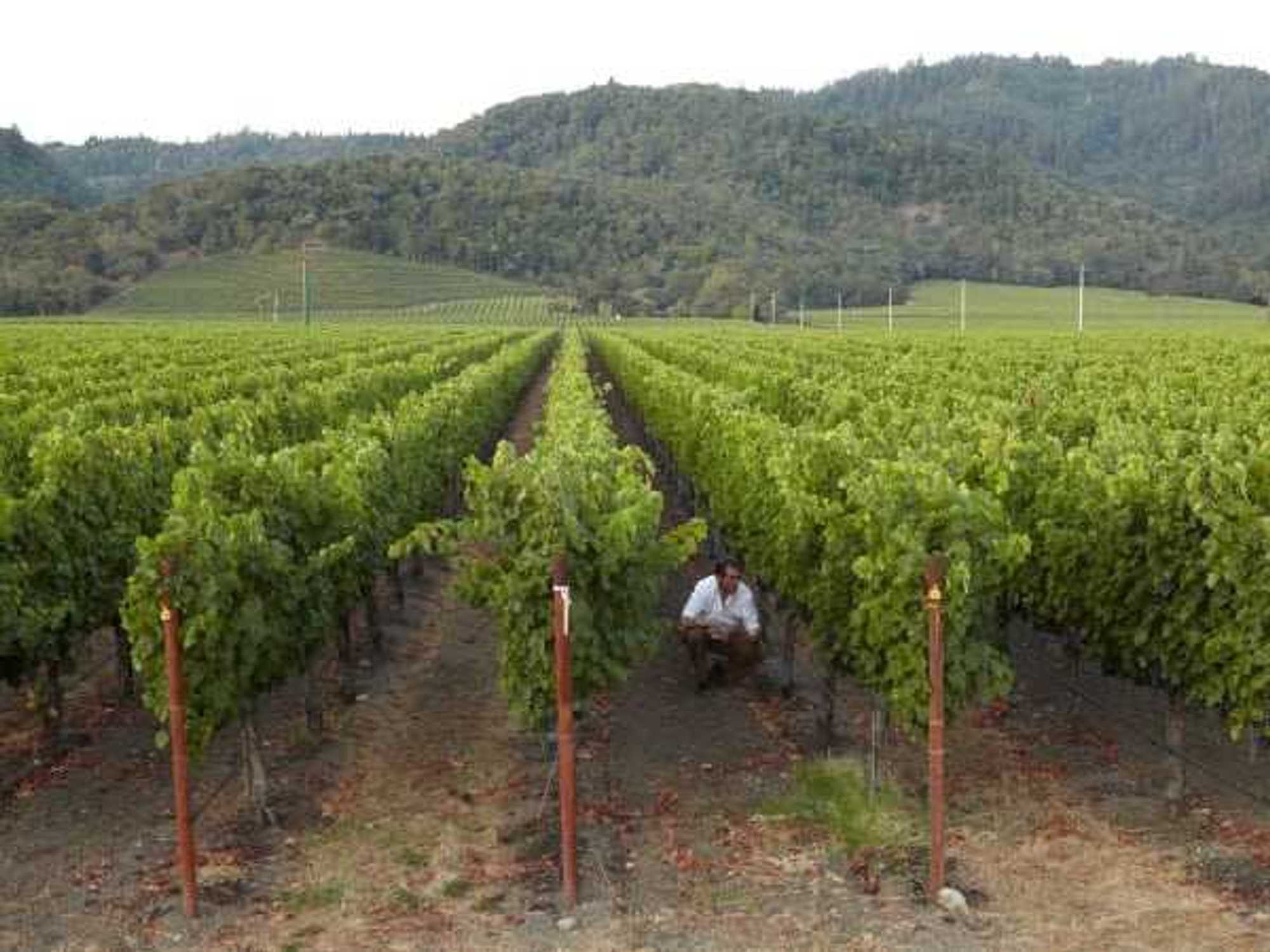 The Debate wine vineyards