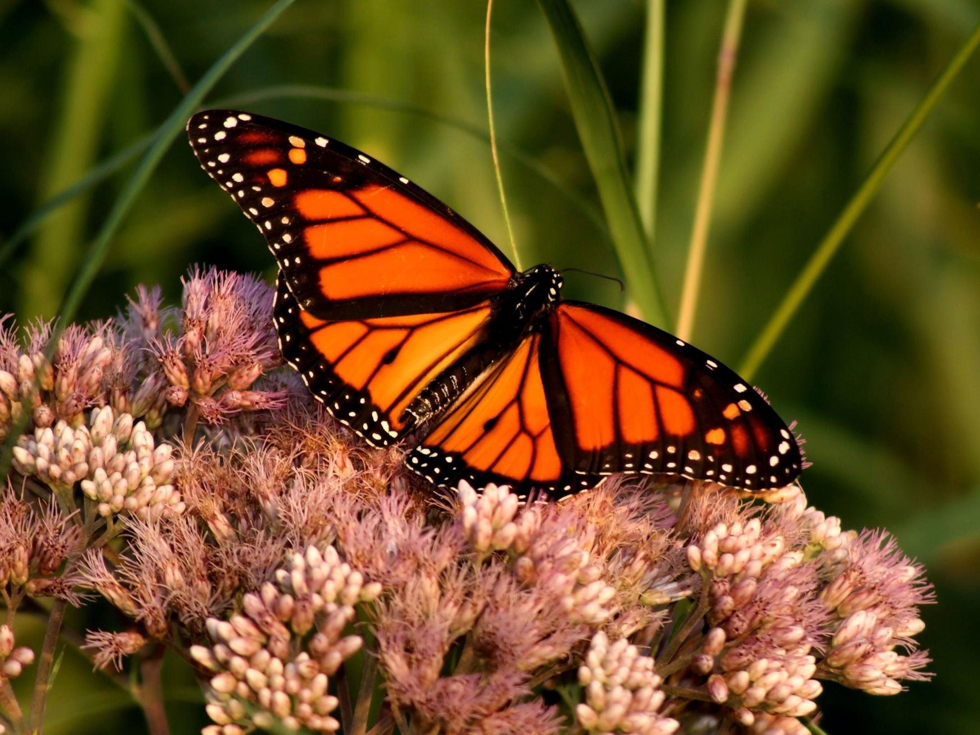 Monarch Butterfly Festival flies into San Antonio's Brackenridge Park this weekend