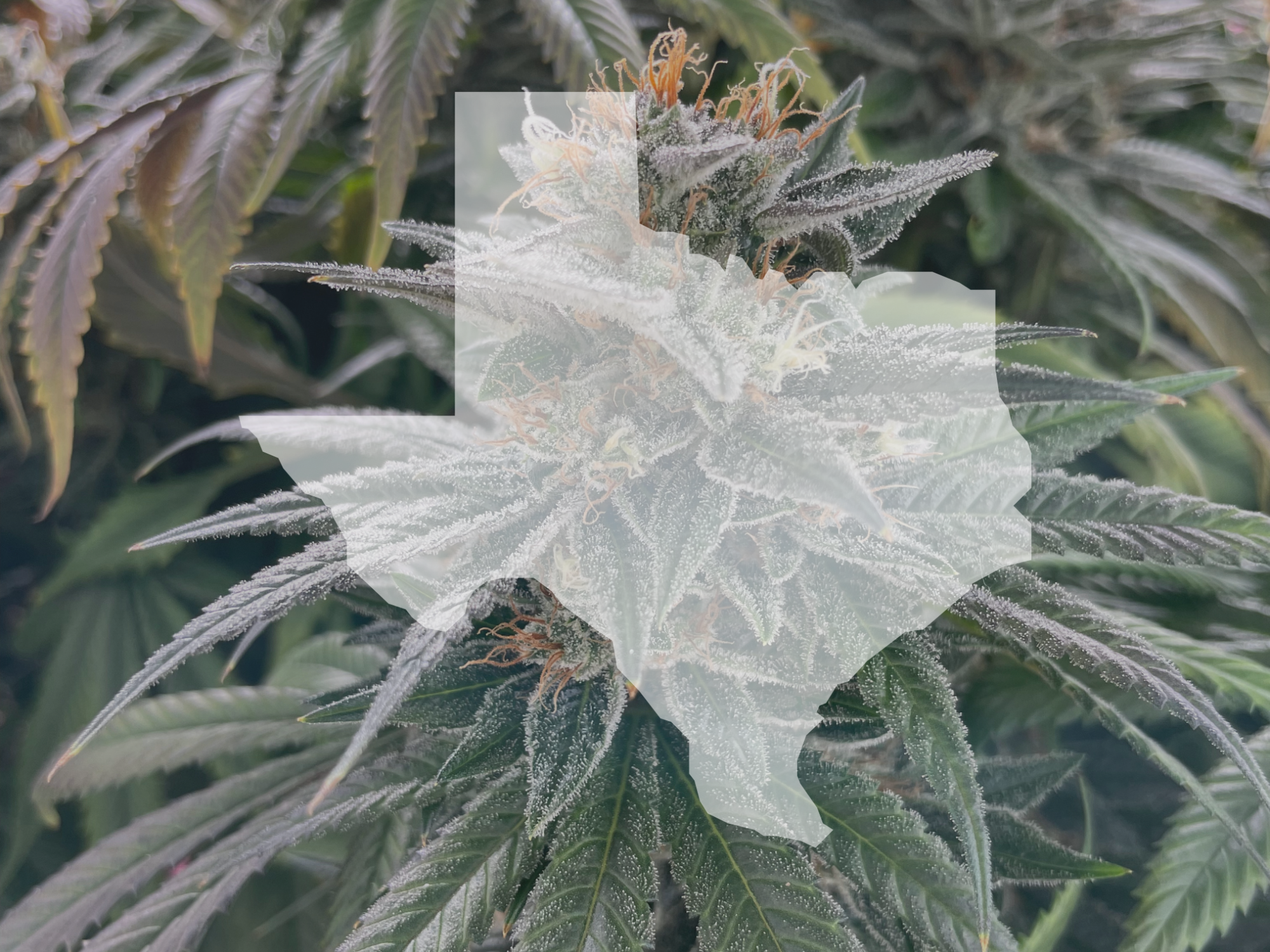 The THC limit in medical cannabis products is also increasing.