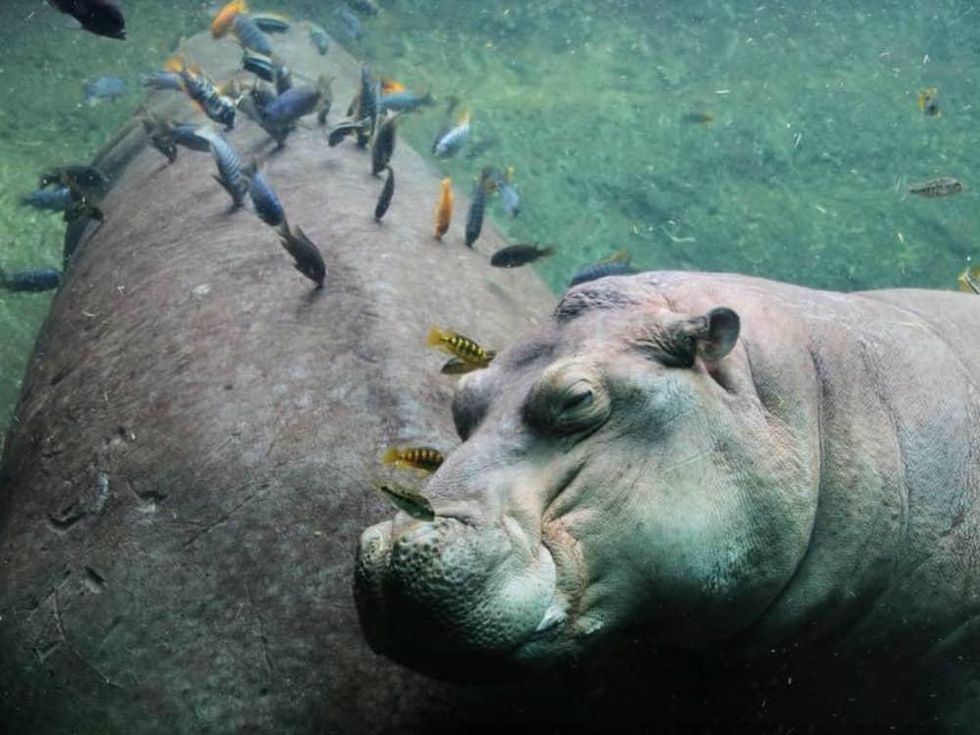 Timothy the Hippo San Antonio Zoo