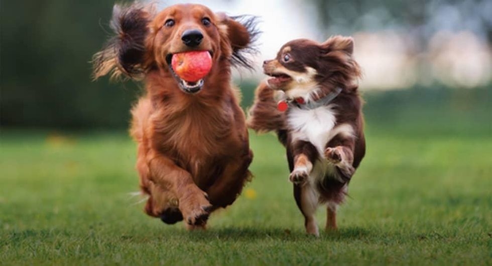 Two dogs running in a park