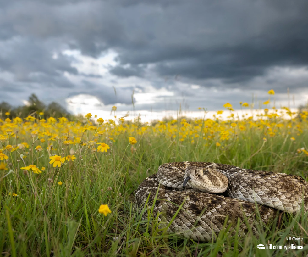 u201cDanger in the Wildflowersu201d by Bill Weekley