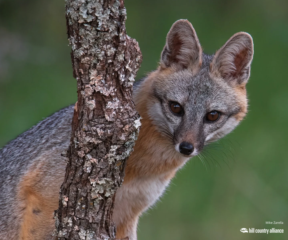 u201cGray Fox up a Tree" by Mike Zarella