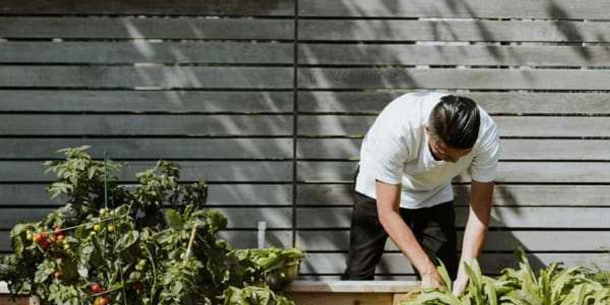 San Antonio blooms as top-20 finest metropolis for city gardening San Antonio blooms as top-20 finest metropolis for city gardening