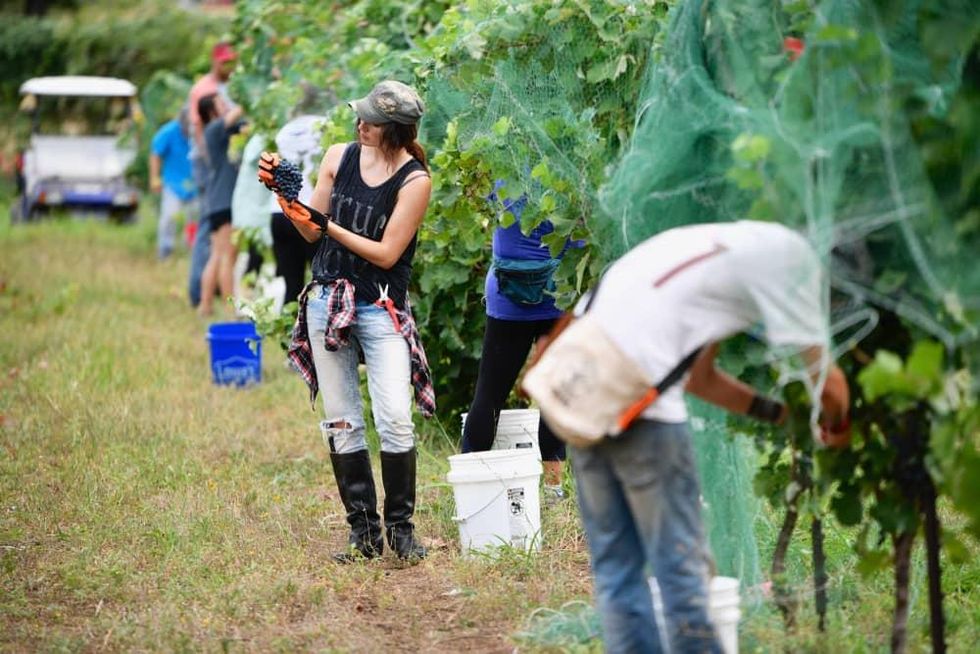 William Chris Vineyards harvest