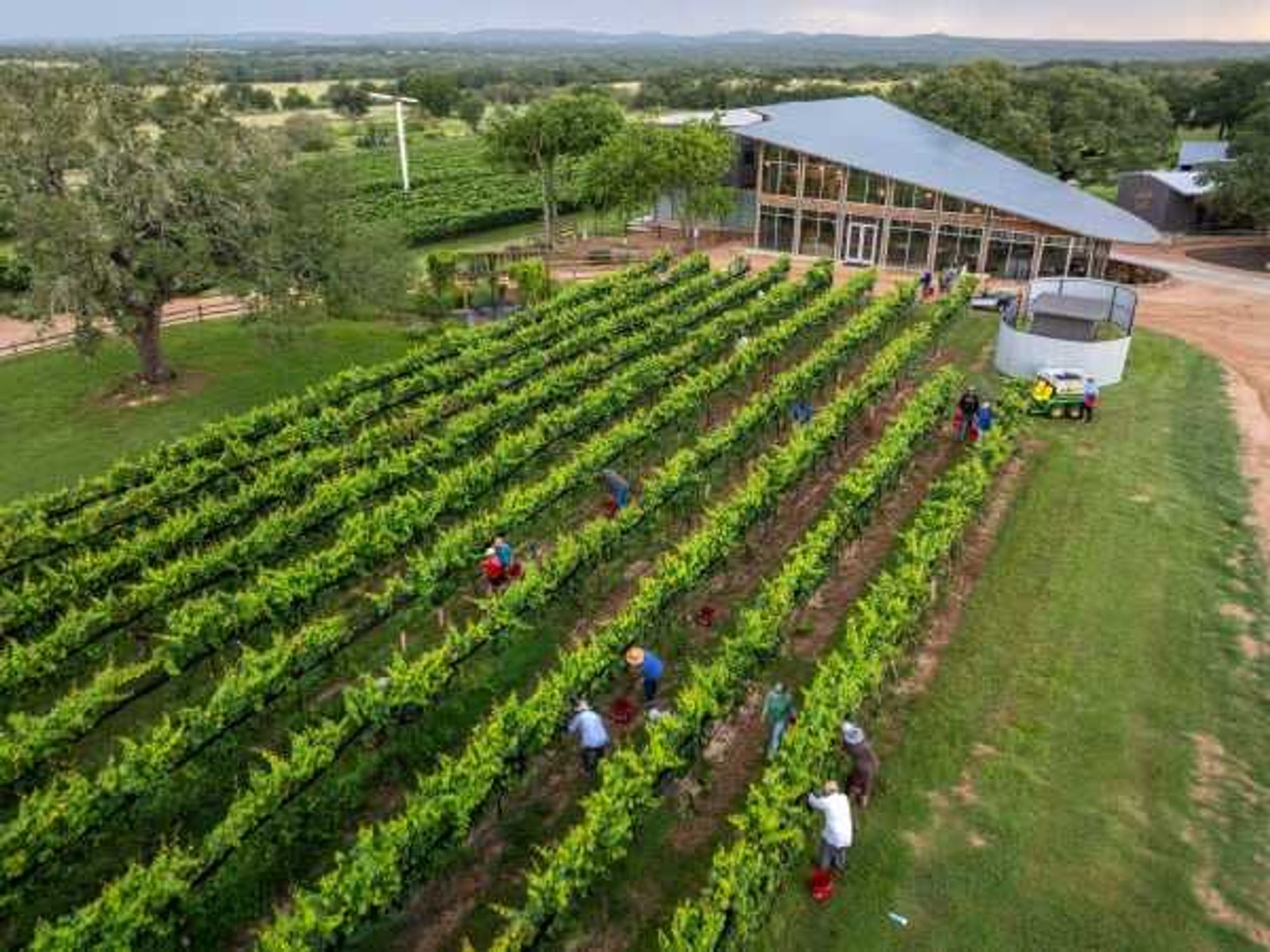 William Chris Vineyards