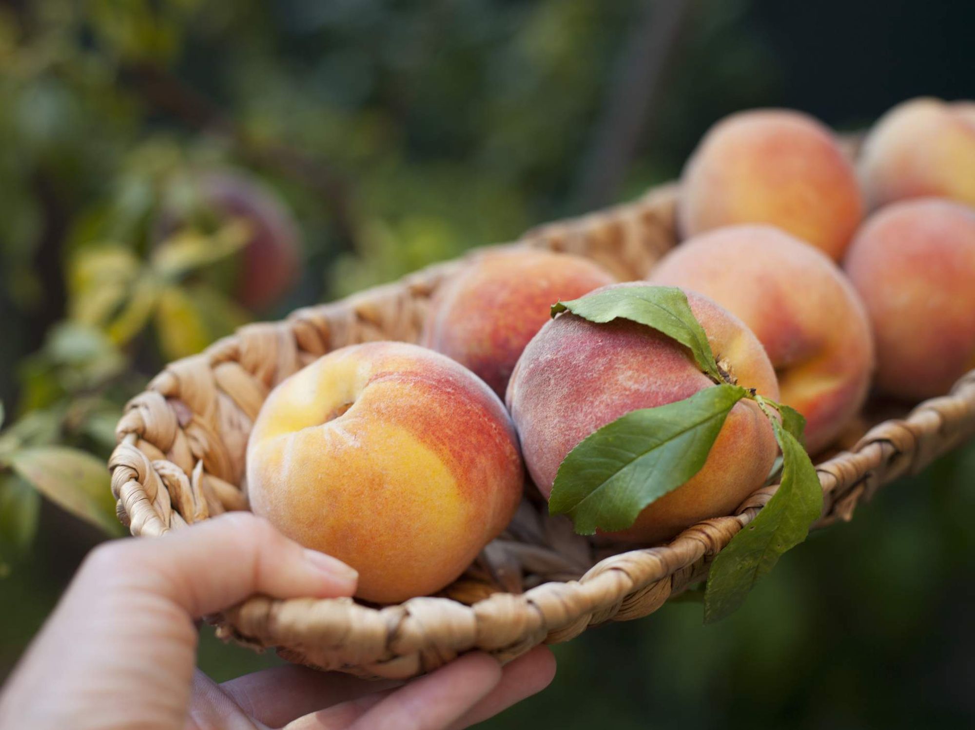 Woman holding a small basket with freshly harvested peaches, close-up