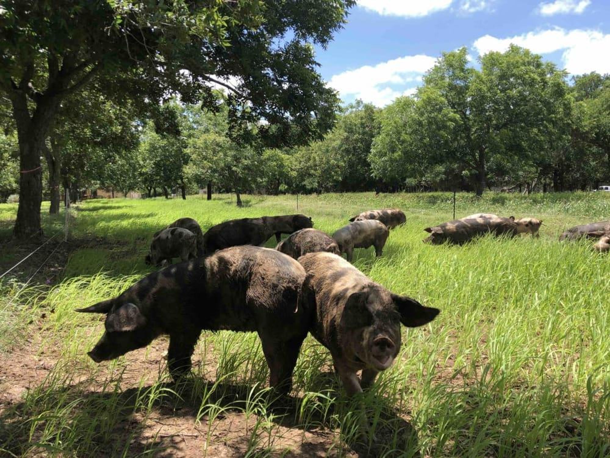 Zanzenberg Farm San Antonio