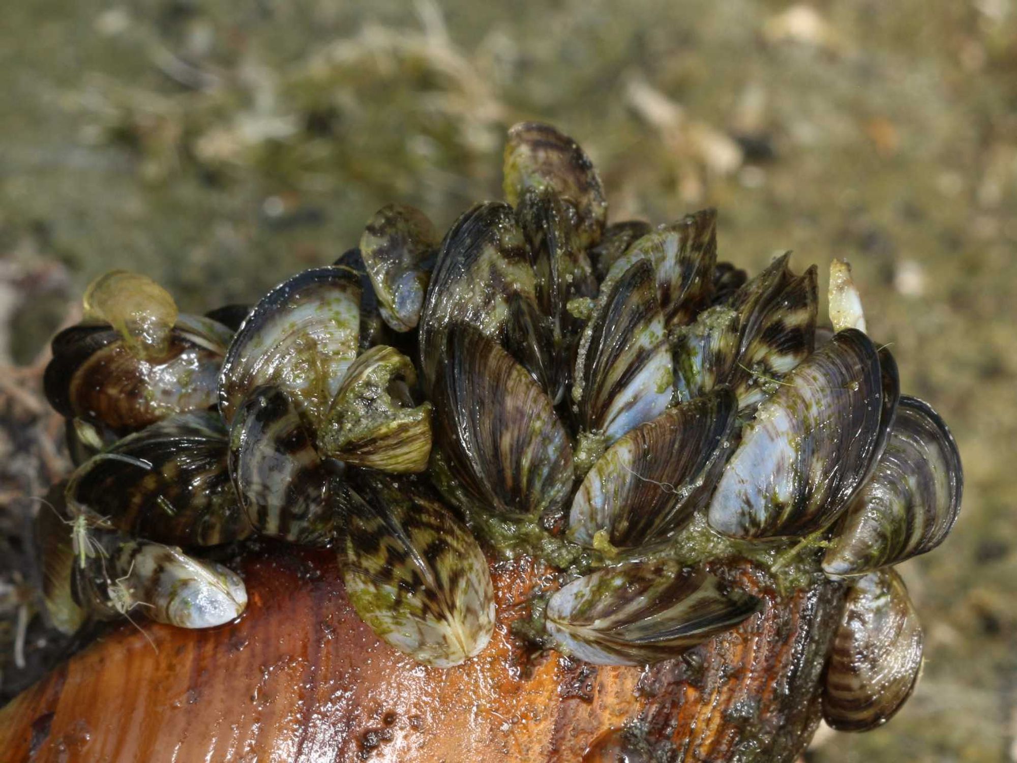 Zebra mussels